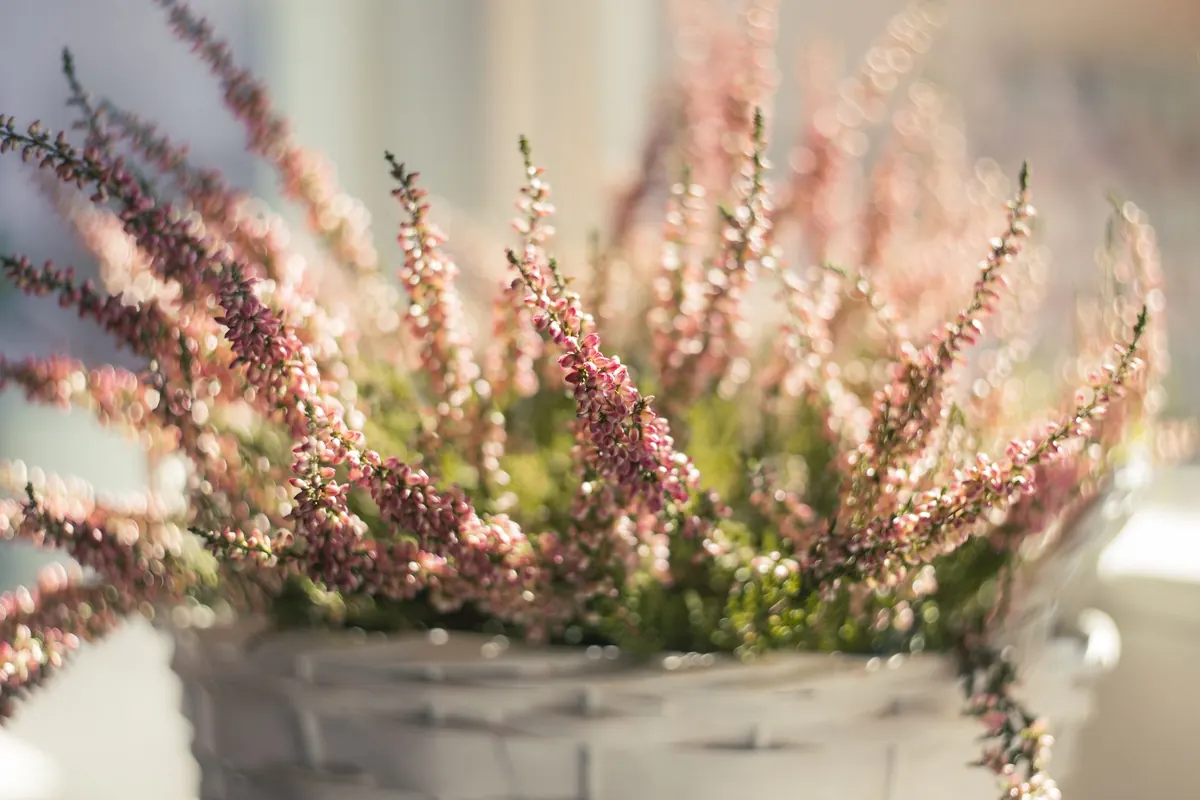 Best Heather Varieties for Containers and Small Gardens