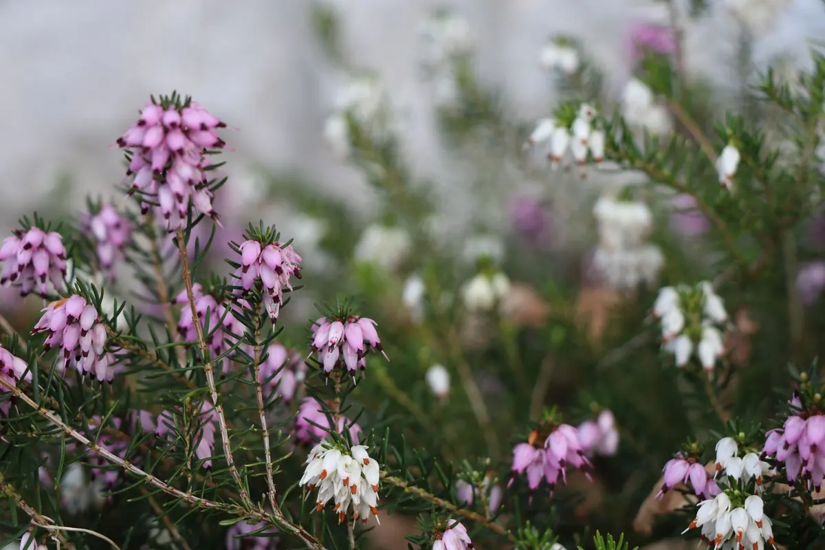 Calluna vs. Erica Heather: Which Type Should You Grow?