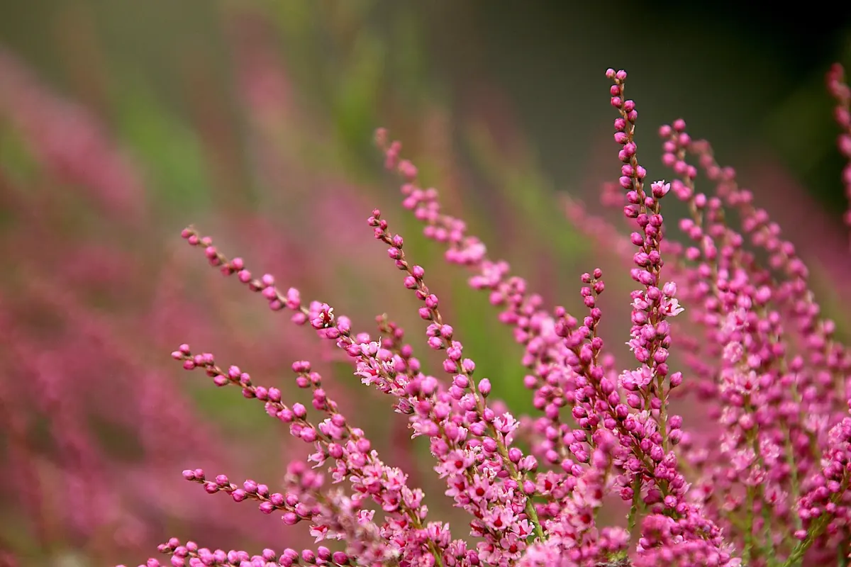 Heather Care Calendar: Seasonal Tasks for Healthy Plants