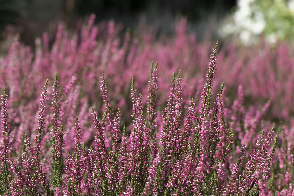 Heather Hedge and Border Ideas for Low-Maintenance Landscaping